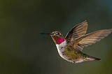 The Hummingbird Deep Dive