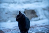 Black cat strolling on snow pavement in blue tone.