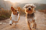Terrified of Flying With Your Pet? Make it a Breeze With These Tips