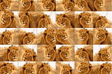 Understanding Image Augmentation Using Keras(Tensorflow)