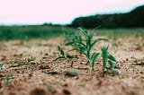 Unique Investment Opportunities You Need To Check Out