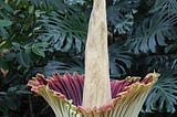 BMT: Tales of the Dead D**K Flower: Amorphophallus Titanum (part 2)