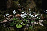 White violets with blue veins and heart-shaped leaves