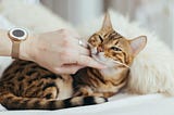 The Purr-fect Explanation: Decoding Common Cat Behaviors