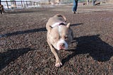 Pit bull ban repeal proposed in Aurora after confusion over enforcement