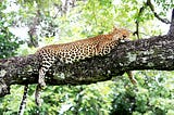A sleeping cheetah in a tree.