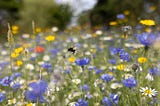 Insect extinction: Why one man’s grief over a beloved bee’s death is a wake-up call to the world
