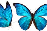 The Butterfly Effect