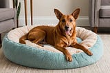 Dog-Bed-For-Older-Dogs-1