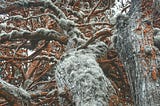 The Pretzel Tree: A queer Metaphor poem