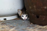 People help animal shelters without even knowing it