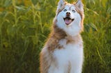 The Top 5 Most Adorable Dogs