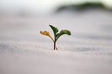 Medium Growth Experiment