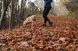 Dog Training to Hunt — Dog Training At Home Near Me