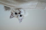 Curious, big-eyed, fluffy white cat hanging upside down and peeking under the couch