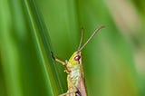 Crickets: Nature’s Nocturnal Orchestra