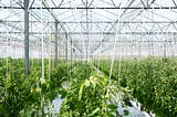 Greenhouses have a big problem