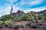 Sonoran desert landscape featuring a cholla and a saguaro cactus with small mountains in background.