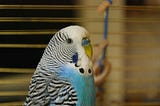 pappagallo che ripete “conforrrrme, abbasso gli overlay”