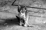 The Secret Lives of Stray and Feral Cats: How They Survive and What You Can Do to Help