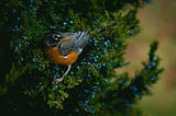 How a Winter Flock of Robins Lifted My Dismal Mood