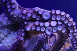 Reasons an octopus can fascinate you