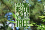5 Amazing Health Benefits Of Chaste Tree