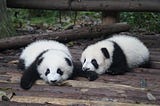 Draft Like a Panda: Unleashing Your Inner Writer