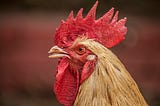 Chicken and Gestation.