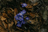 blue violets on dead brown leaves, dark lighting