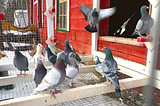 Animal Farm -Pigeons’ dispatched to advertise a rebellion to neighbouring farm animals