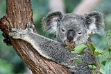 Everyone loves koalas, right?