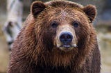 Colour head and shoulders shot of a brown bear (Ursus arctos). The bear is looking straight at the photographer. Beige and white background is blurred.