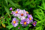 Asters Neigh Drive Reality…