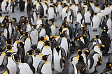 Interesting Facts About Penguins