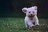 A small terrier type dog running outside with his mouth open