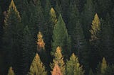 vAlgo : The Random Forest Experiment