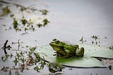 The Friendly Frog’s Big Reward, A Story of Kindness