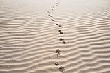 Footsteps in the sand