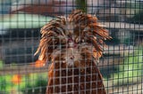 A caged ragged-looking insane-looking bird of some kind.