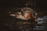 Black Ducks