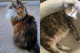A side-by-side photo featuring a long-haired calico cat on the left (Lillie) and a short-haired calico cat on the right (Mommy)