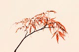 Maple leaf and self-values