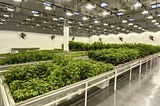 MEP Design Tips for Cannabis Cultivation Facilities