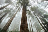 Adam’s Roots