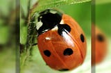 ladybug on a leaf, close up