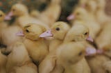 Disasters and duck domestication: Adapting to climate change — Red Deer Advocate