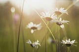 The Field of Daisies