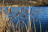 Cattails in the foreground, with a blue pond in the background.