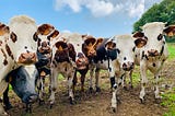 Are human lives worth less than cattle?